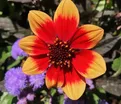 Георгин Делегрия Биколор (Dahlia Dahlegria Bicolore) — фото 3