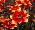 Георгин Делегрия Биколор (Dahlia Dahlegria Bicolore) — фото 4