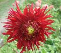 Георгин Джексон (Dahlia Jaxon) — фото 2