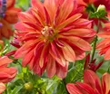 Георгин Джескот Джули (Dahlia Jescot Julie) — фото 2