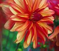 Георгин Джескот Джули (Dahlia Jescot Julie) — фото 4
