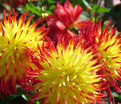 Георгин Джессика (Dahlia Jessica) — фото 2