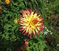 Георгин Джессика (Dahlia Jessica) — фото 3