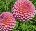 Георгин Джовей Винни (Dahlia Jowey Winnie) — фото 2