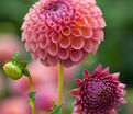Георгин Джовей Винни (Dahlia Jowey Winnie) — фото 3