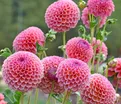 Георгин Джовей Винни (Dahlia Jowey Winnie) — фото 4