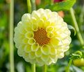 Георгин Джовей Мартина (Dahlia Jowey Martina) — фото 2