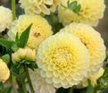 Георгин Джовей Мартина (Dahlia Jowey Martina) — фото 3