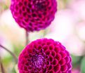 Георгин Джовей Аренда (Dahlia Jowey Arenda) — фото 2