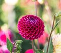 Георгин Джовей Аренда (Dahlia Jowey Arenda) — фото 3