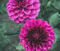 Георгин Джовей Вероника (Dahlia Jowey Veronique) — фото 2