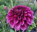 Георгин Джовей Вероника (Dahlia Jowey Veronique) — фото 3