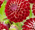 Георгин Джовей Джошуа (Dahlia Jowey Joshua) — фото 2