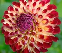 Георгин Джовей Джошуа (Dahlia Jowey Joshua) — фото 3