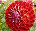 Георгин Джовей Джошуа (Dahlia Jowey Joshua) — фото 4