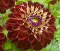 Георгин Джовей Джошуа (Dahlia Jowey Joshua) — фото 5
