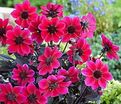 Георгин Дракула (Dahlia Dracula) — фото 2