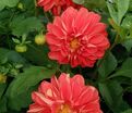 Георгин Екатерина (Dahlia Ekaterina) — фото 2