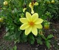 Георгин Еллоу Снизи (Dahlia Yellow Sneezy) — фото 2