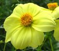 Георгин Еллоу Снизи (Dahlia Yellow Sneezy) — фото 3