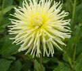 Георгин Еллоу Стар (Dahlia Yellow Star) — фото 2