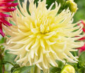 Георгин Еллоу Стар (Dahlia Yellow Star) — фото 3