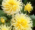 Георгин Еллоу Стар (Dahlia Yellow Star) — фото 4