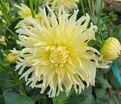 Георгин Еллоу Стар (Dahlia Yellow Star) — фото 5