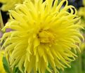 Георгин Еллоу Стар (Dahlia Yellow Star) — фото 6