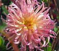 Георгин Жанна д'Арк (Dahlia Jeanne d'Arc) — фото 3