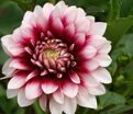 Георгин Зидлерштольц (Dahlia Siedlerstolz) — фото 2