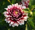 Георгин Зидлерштольц (Dahlia Siedlerstolz) — фото 3