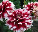 Георгин Зидлерштольц (Dahlia Siedlerstolz) — фото 4
