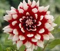 Георгин Зидлерштольц (Dahlia Siedlerstolz) — фото 5