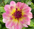 Георгин Зингаро (Dahlia Zingaro) — фото 2