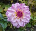 Георгин Зингаро (Dahlia Zingaro) — фото 3