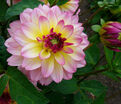 Георгин Зингаро (Dahlia Zingaro) — фото 4