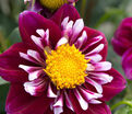 Георгин Импрешн Фантастико (Dahlia Impression Fantastico) — фото 3