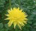 Георгин Инланд Династи (Dahlia Inland Dynasty) — фото 2