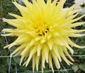 Георгин Инланд Династи (Dahlia Inland Dynasty) — фото 3