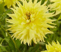 Георгин Инланд Династи (Dahlia Inland Dynasty) — фото 4