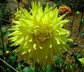 Георгин Инланд Династи (Dahlia Inland Dynasty) — фото 5