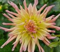 Георгин Кабана Банана (Dahlia Cabana Banana) — фото 2