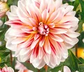 Георгин Карибиан Фэнтази (Dahlia Caribbean Fantasy) — фото 2