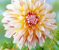 Георгин Карибиан Фэнтази (Dahlia Caribbean Fantasy) — фото 3