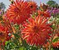 Георгин Карма Бон Бини (Dahlia Karma Bon Bini) — фото 2