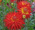 Георгин Карма Бон Бини (Dahlia Karma Bon Bini) — фото 3