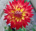 Георгин Карма Бон Бини (Dahlia Karma Bon Bini) — фото 4