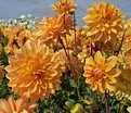 Георгин Карма Голд (Dahlia Karma Gold) — фото 2