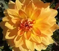 Георгин Карма Голд (Dahlia Karma Gold) — фото 3